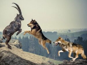 Волки и горный козел фото